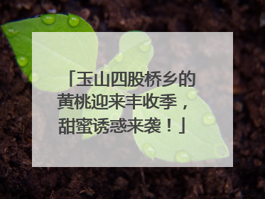 玉山四股桥乡的黄桃迎来丰收季，甜蜜诱惑来袭！