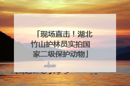 现场直击！湖北竹山护林员实拍国家二级保护动物