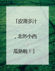 皮薄多汁，北务小西瓜熟啦！