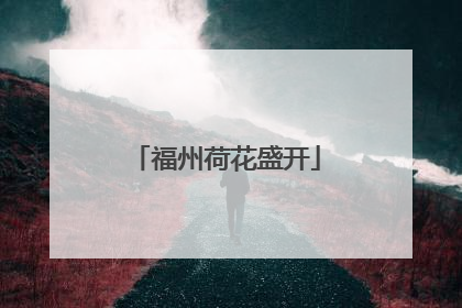 福州荷花盛开