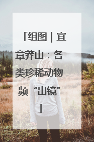 组图｜宜章莽山：各类珍稀动物频“出镜”