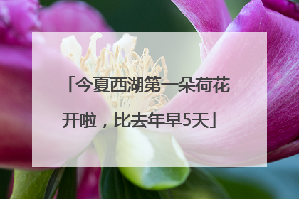 今夏西湖第一朵荷花开啦，比去年早5天