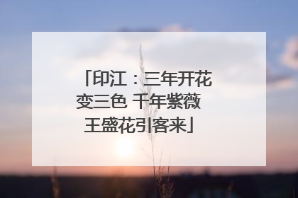 印江：三年开花变三色 千年紫薇王盛花引客来