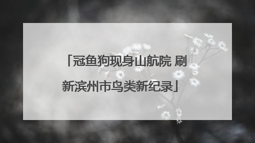 冠鱼狗现身山航院 刷新滨州市鸟类新纪录