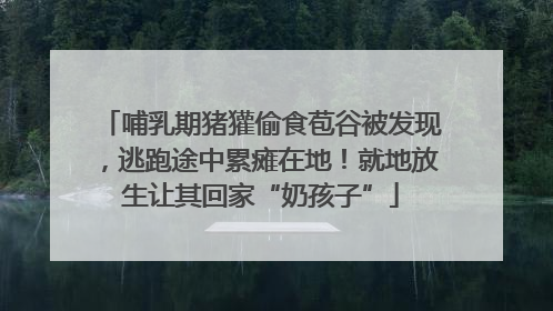 哺乳期猪獾偷食苞谷被发现，逃跑途中累瘫在地！就地放生让其回家“奶孩子”