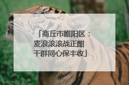 商丘市睢阳区：麦浪滚滚战正酣 干群同心保丰收