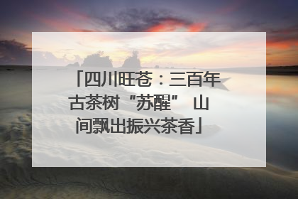四川旺苍：三百年古茶树“苏醒” 山间飘出振兴茶香