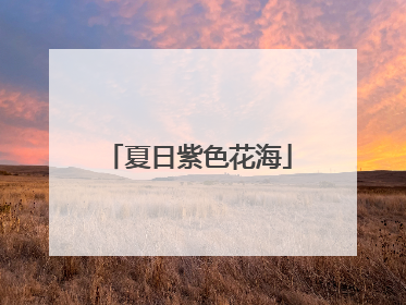 夏日紫色花海