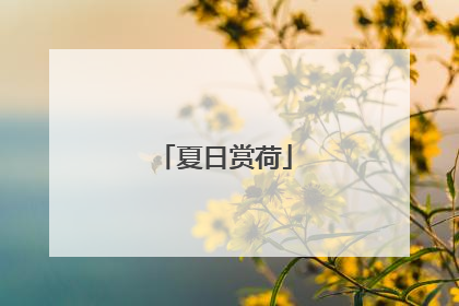 夏日赏荷