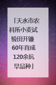 天水市农科所小麦试验田开镰 60年育成120余抗旱品种