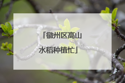 徽州区高山水稻种植忙
