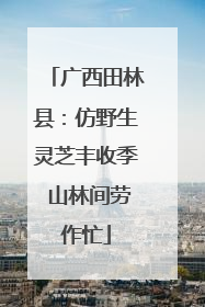 广西田林县：仿野生灵芝丰收季 山林间劳作忙