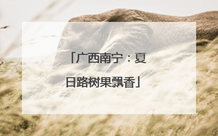 广西南宁：夏日路树果飘香