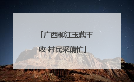 广西柳江玉藕丰收 村民采藕忙