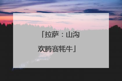 拉萨：山沟欢腾赛牦牛