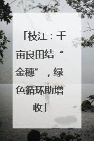 枝江：千亩良田结“金穗”，绿色循环助增收