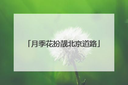 月季花扮靓北京道路