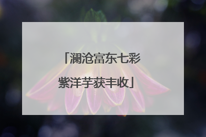 澜沧富东七彩紫洋芋获丰收