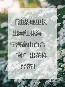 油茶地里长出网红花海 宁海高山百合“种”出花样经济