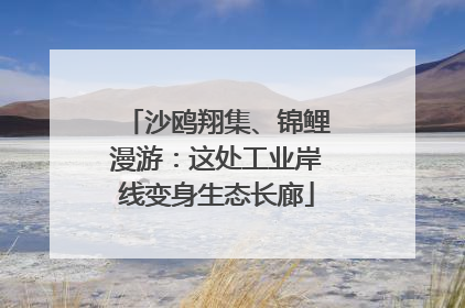 沙鸥翔集、锦鲤漫游：这处工业岸线变身生态长廊