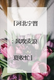 河北宁晋：风吹麦浪夏收忙