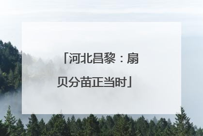 河北昌黎：扇贝分苗正当时