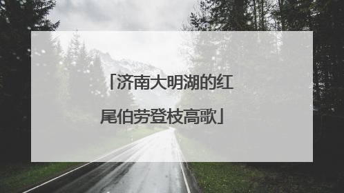 济南大明湖的红尾伯劳登枝高歌