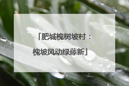肥城槐树坡村：槐坡风动绿藤新