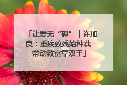 让爱无“碍”｜许加良：重疾致残始种藕 带动致富靠双手