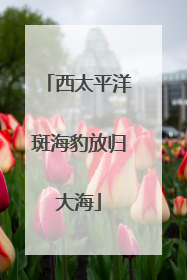西太平洋斑海豹放归大海
