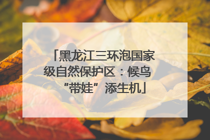 黑龙江三环泡国家级自然保护区：候鸟“带娃”添生机