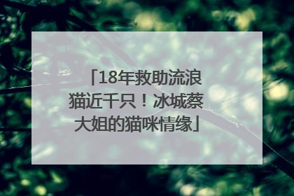 18年救助流浪猫近千只！冰城蔡大姐的猫咪情缘