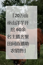 20万亩巫山洋芋开挖 60余名主播齐聚田间直播助农销售